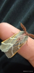 Hemileuca rubridorsa