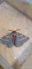 Hemileuca rubridorsa