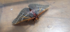 Hemileuca rubridorsa
