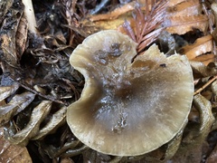 Melanoleuca