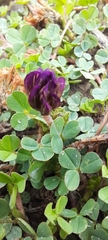 Trifolium burchellianum