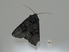 Neumichtis nigerrima