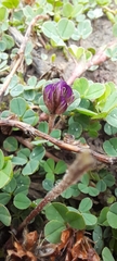 Trifolium burchellianum
