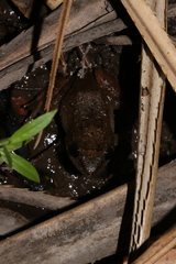 Gephyromantis corvus