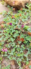 Trifolium burchellianum