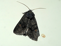 Neumichtis nigerrima