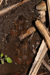 Gephyromantis corvus