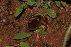 Gephyromantis corvus