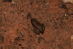 Gephyromantis corvus