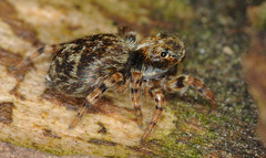 Pseudeuophrys erratica