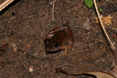 Gephyromantis corvus