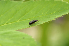 Phyllobius oblongus