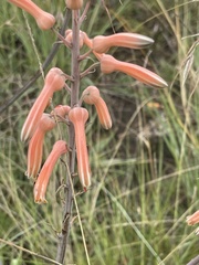 Aloe transvaalensis