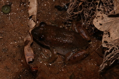 Gephyromantis corvus