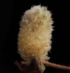 Ptilotus holosericeus