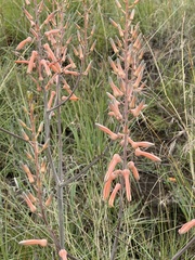 Aloe transvaalensis