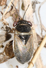Geocoris megacephalus