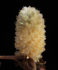 Ptilotus holosericeus
