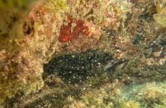 Aulohalaelurus labiosus