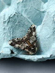 Biston strataria