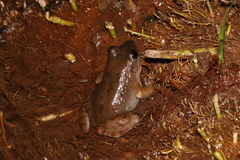 Gephyromantis corvus