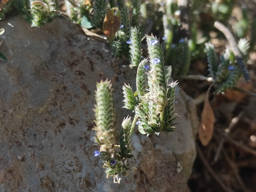 Wall Rungia (Rungia muralis)