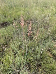 Aloe transvaalensis