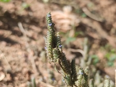 Rungia muralis