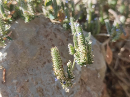 Image of Rungia muralis by no rights reserved
