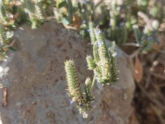 Rungia muralis
