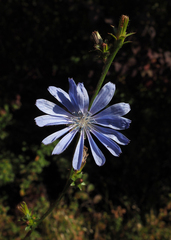 Cichorium intybus intybus