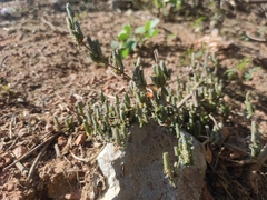 Rungia muralis
