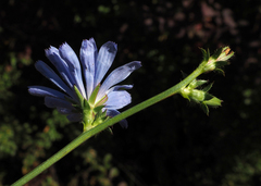 Cichorium intybus intybus