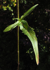Cichorium intybus intybus