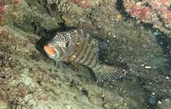 Goniistius rubrolabiatus