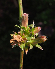 Cichorium intybus intybus