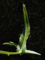 Cichorium intybus intybus
