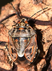 Holcogaster fibulata