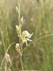 Gladiolus permeabilis edulis