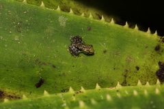 Guibemantis