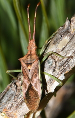 Gonocerus juniperi