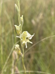 Gladiolus permeabilis edulis
