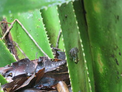 Guibemantis