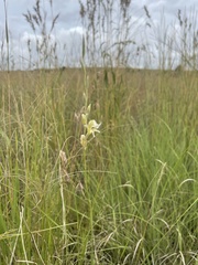 Gladiolus permeabilis edulis