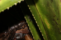 Guibemantis