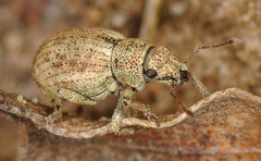 Strophosoma capitatum