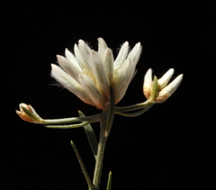 Ptilotus divaricatus