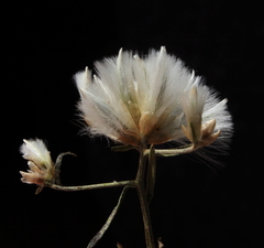 Ptilotus divaricatus