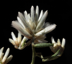 Ptilotus divaricatus