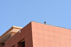 Saxicola stejnegeri